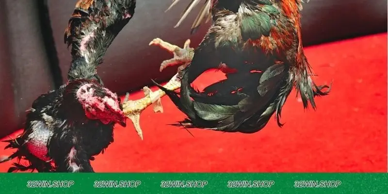 Kinh nghiệm chọn kèo đá gà hiệu quả