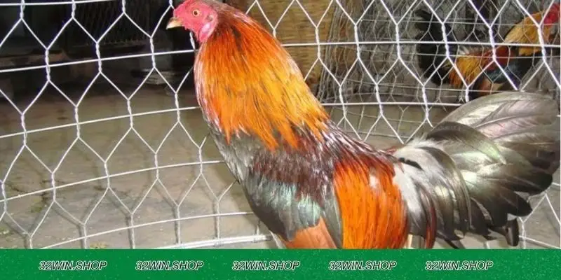 Mẹo để chiến thắng trong đá gà thomo