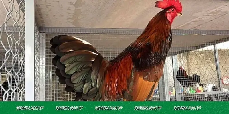Lý do nên chơi đá gà thomo